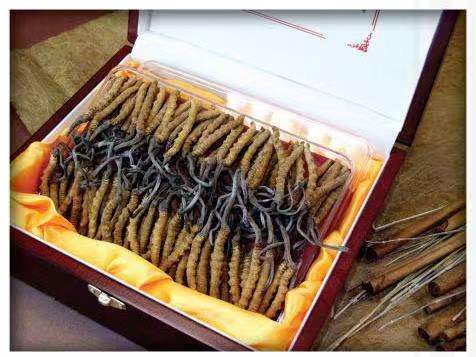 筠连冬虫夏草回收